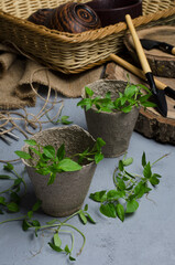 Vertical image.Concept of gardening, spring season and planting.Closeup of peat pots, green seedlings, garden tools on the grey desk