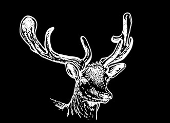 Graphical vector portrait of deer isolated on black background,hand drawn illustration