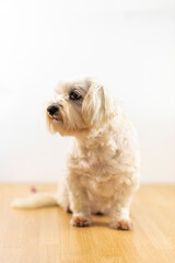 Maltese bichon sitting.