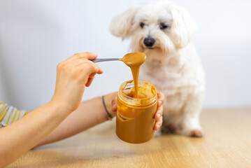 Maltese bichon eating peanut butter.