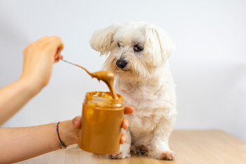Maltese bichon eating peanut butter.
