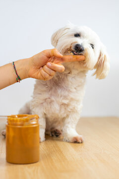 Maltese bichon eating peanut butter.