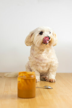 Maltese bichon eating peanut butter.