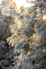 Hoarfrosted thuja branches in morning light, Evergreen tree with frost and snow for christmas background with copy space