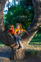 Naklejka na ściany i meble Children play in nature, sit on a tree. Traveling with children, the mother takes pictures of her daughter and son on the tree.