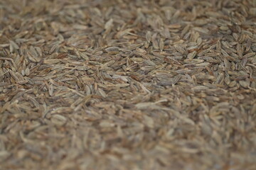 cumin seeds zeera