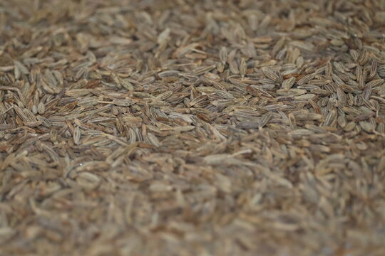 cumin seeds zeera