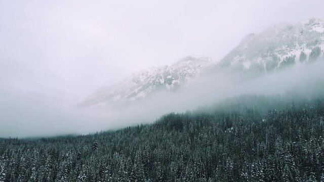 Drone Flying Over Snowy Evergreen Trees with Mountain Background in Hazy Fog Clouds