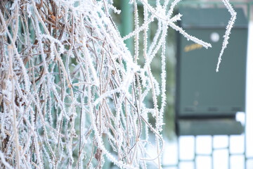 Frosted wild wine branches and green mailbox in the background, bokeh blurred