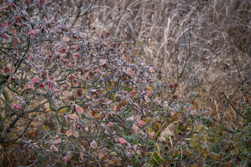 Frozen Tree Branch In The Winter