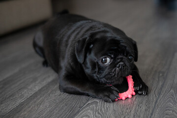 portrait of a black pug dog, in profile