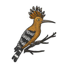 Eurasian hoopoe bird sketch raster illustration © Oleksandr Pokusai