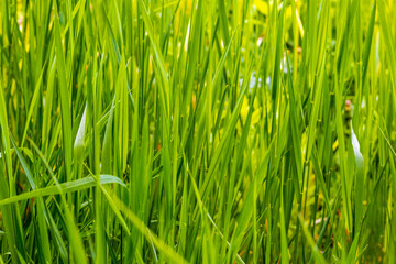 Thick tall green grass in sunny weather, grass background