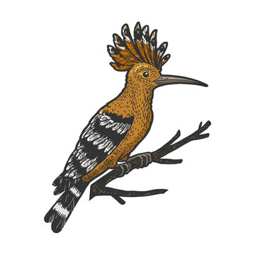 recommend clip art: Eurasian hoopoe bird sketch raster illustration