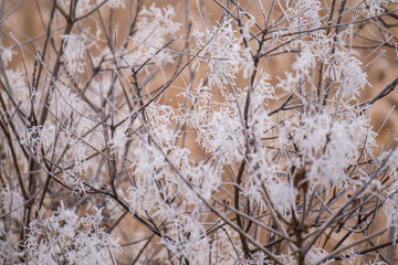 frozen Tree Branch In The Winter