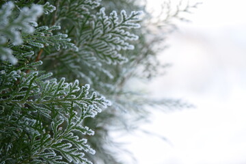 Thuja frozen branches, hoarfrosted green leaves on snow white background with copy space, christmas background
