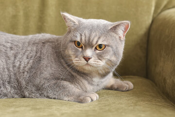 Cute grey cat on sofa at home