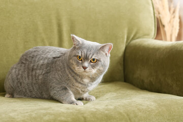 Obraz premium Cute grey cat on sofa at home