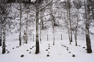 Posts covered with snow, used to install wooden seats on them in the summer amphitheater, in the open air. The birch grove.