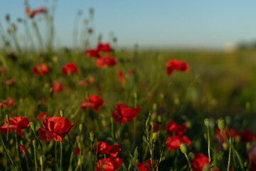 Red poppies on a field of flowers on a sunny summer day