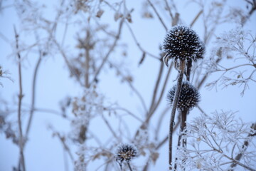 Echinacea and hydrangea frozen flowers in winter garden blurred background, hoarfrost and snow
