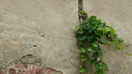 Weinrebe wächst aus der Mauer