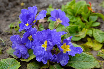 purple blooming primula, primrose, close up