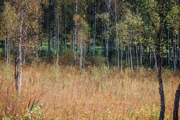 Lielezers nature trail in autumn, Latvia Limbazi, autumn 2020