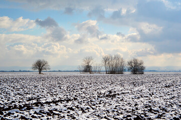 agricultural fields covered with snow in bright winter day Vojvodina