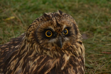 Owl