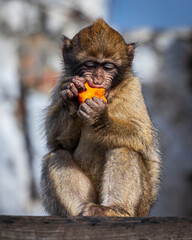 Baby Barbary Macaque Devoirs Fruit