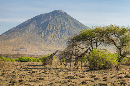 Three giraffes eating from a tree, Lake Natron Area, Tanzania