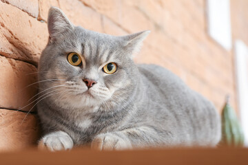 Cute grey cat on table at home