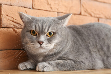 Cute grey cat on table at home