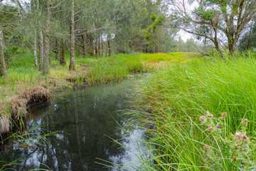 Grassy Pond