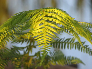 fern leaf in the forest © Диана Якимчук