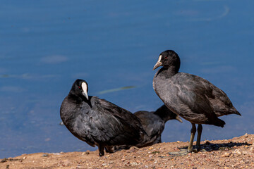 Eurasian Coot