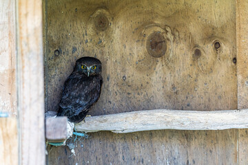 New Zealand Ruru (little owl) sitting on a perch