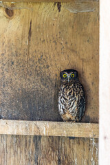 New Zealand Ruru (little owl) sitting on a perch