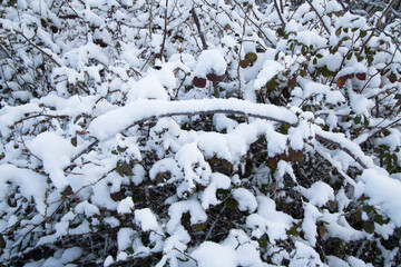 snowy branches and brambles in the background