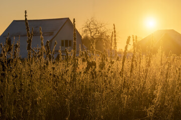 Sunrise over the field. the tall grass is enveloped and glows with golden sunlight. In the...