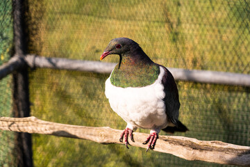 new zealand wood pigeon sitting on a perch