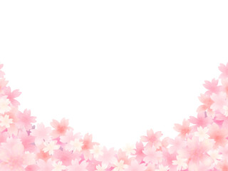ピンク色の満開桜　白い背景