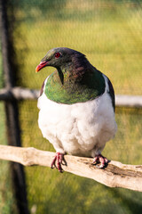 new zealand wood pigeon sitting on a perch