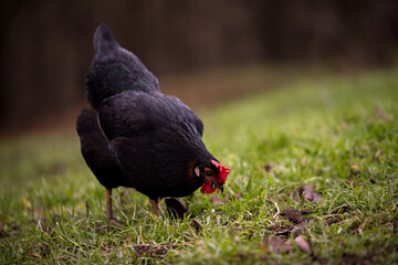 A  black hen nibbling on the green grass in the garden near the forest in cloudy weather. gallus gallus domesticus bird feeding at the farm