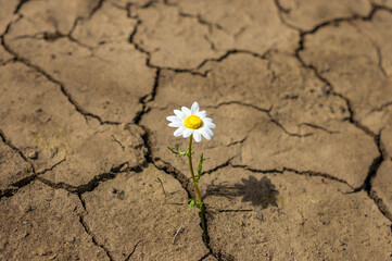 Fototapeta na wymiar cracked earth in the desert