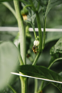Abeille qui butin une fleur de poivron produit sous serre en France