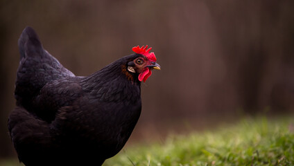 A  black hen nibbling on the green grass in the garden near the forest in cloudy weather. gallus gallus domesticus bird feeding at the farm