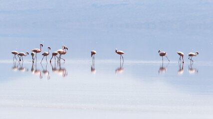 Flamingos in Lake Natron, Tanzania