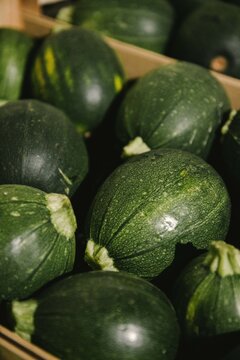 Courgettes rondes en cagettes r&eacute;colt&eacute;es dans le Sud de la France
